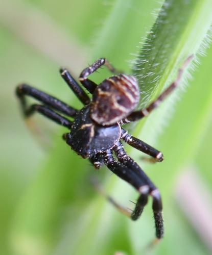 Xysticus sp.